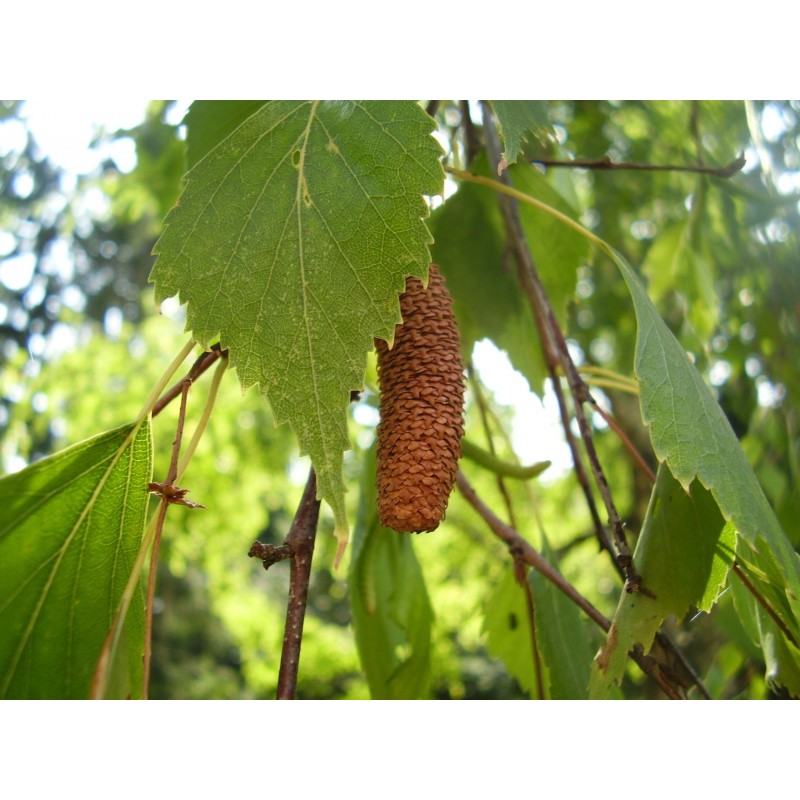 Price: €1.95 - Semillas De Abedul (Betula) - 