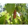Price: €1.95 - Semillas De Abedul (Betula) - 