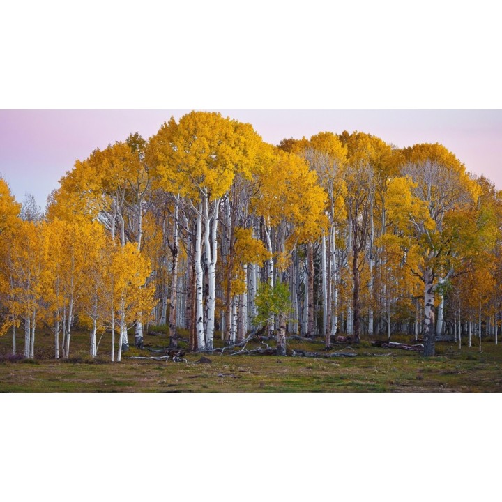 Birch Tree Seeds (Betula) - 228.714671