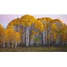 Price: €1.95 - Semillas De Abedul (Betula) - 