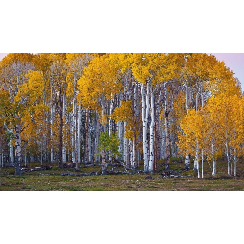 Birken Samen (Betula)