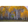 Price: €1.95 - Björksläktet Frön (Betula) - 