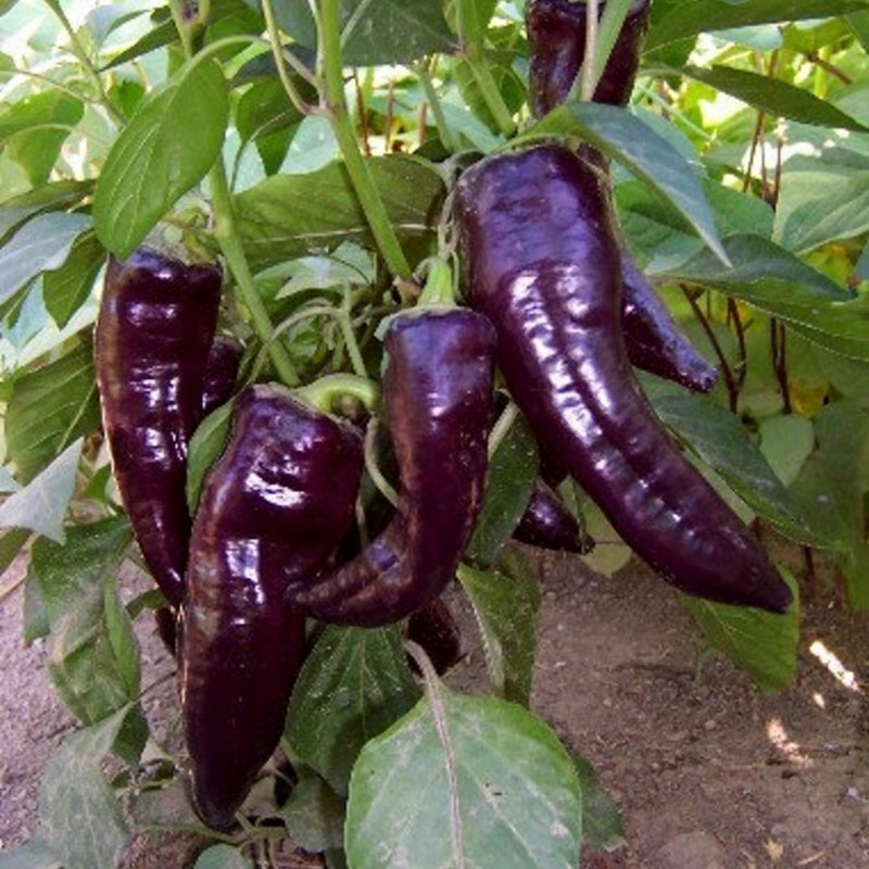 Price: €1.65 - MARCONI PURPLE Seme Slatke Paprike - Seeds Gallery