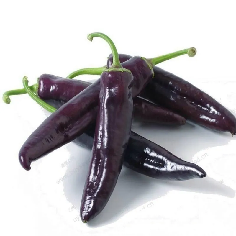 MARCONI PURPLE Sweet Pepper Seeds