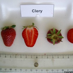 Erdbeersorte CLERY Samen - frühe sorte 2 - 3