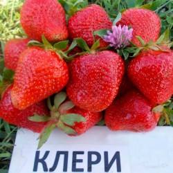 CLERY Strawberry Seeds 2 - 4