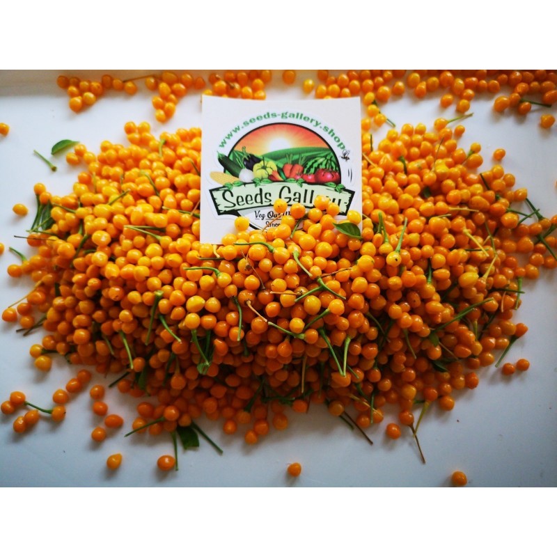 Price: €2.25 - Sementes de pimenta Charapita ou charapilla - Seeds Gallery