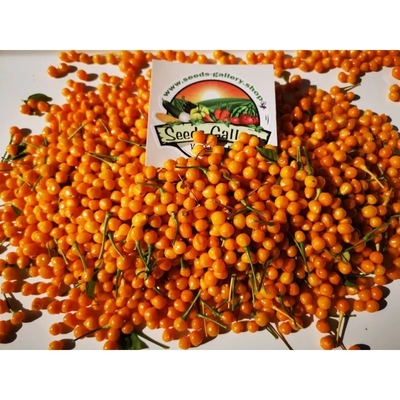 Seco frutas frescas Charapita com Sementes