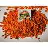 5 Fresh Charapita Fruits with Seeds - Limited time offer | 10,00 €