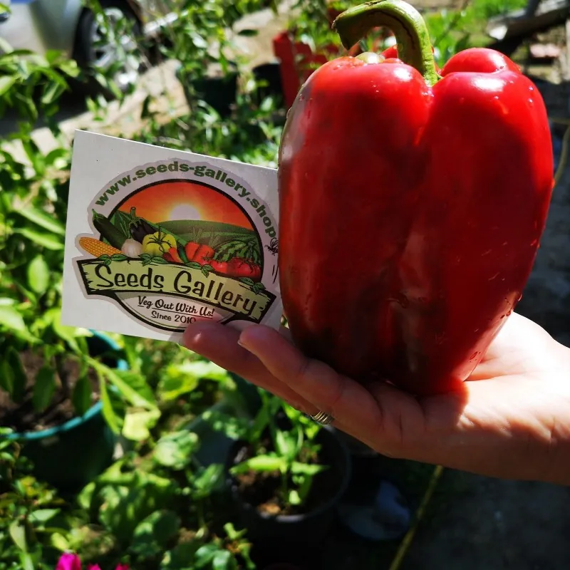 Red Giant Monster Sweet Pepper Seeds