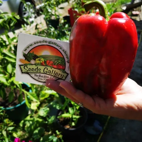 Red Giant Monster Sweet Pepper Seeds