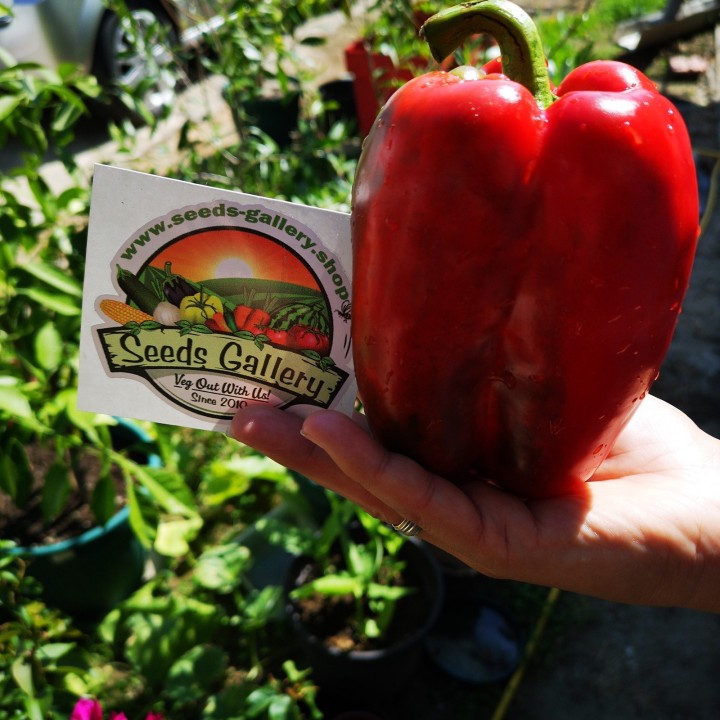 Red Giant Monster Sweet Pepper - 328.41081