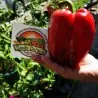 Red Giant Monster Sweet Pepper Seeds
