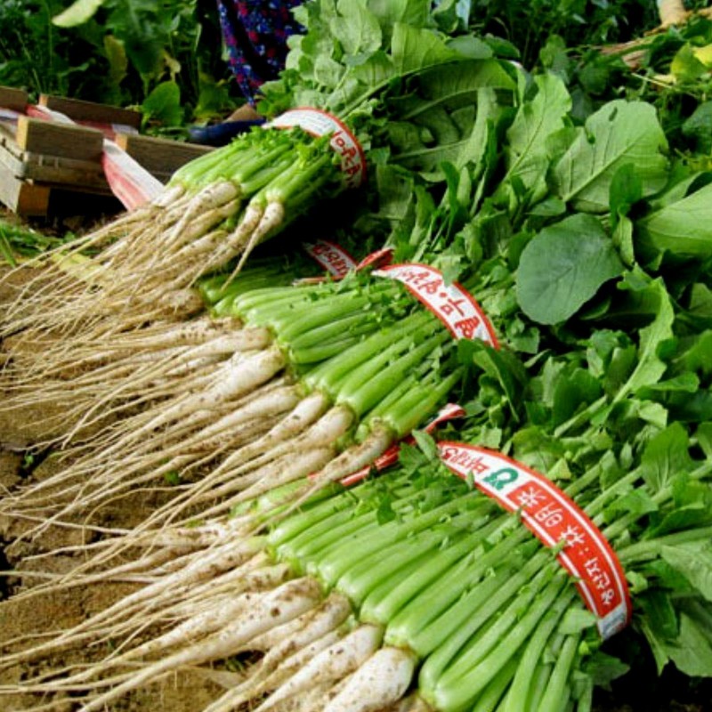 YEOLMU Korean Young Summer Radish Seeds Price €3.00