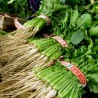 Graines de radis d'été coréenne jeune YEOLMU | 3,00 €