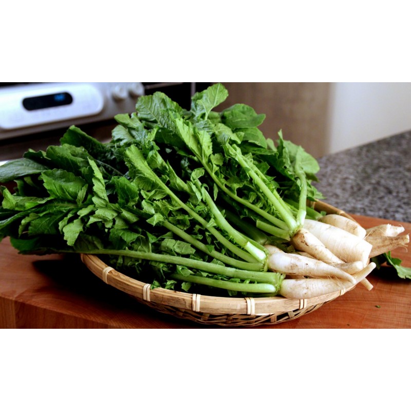Graines de radis d'été coréenne jeune YEOLMU | 3,00 €