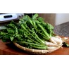 YEOLMU koreanska unga sommarradisfrön | 3,00 €