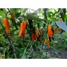 Price: €1.8 - BULGARIAN CARROT Σπόροι Τσίλι - πιπέρι - 