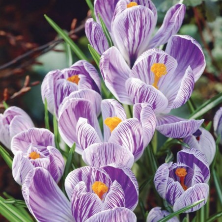 Price: €3.5 - Ο γίγαντας Ολλανδικός Crocus "Pickwick" - βολβοί - 