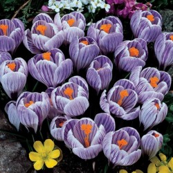 Riesenpflanzen Samen
