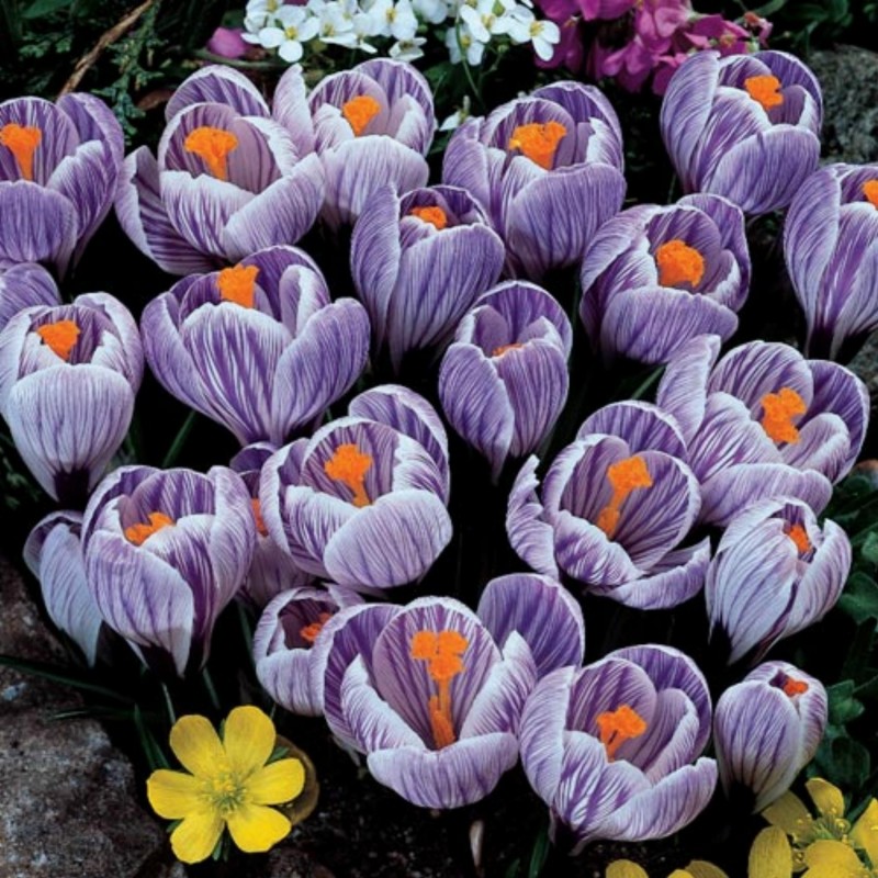 Bulbos de Crocus holandés gigante "Pickwick" 3.5 - 2