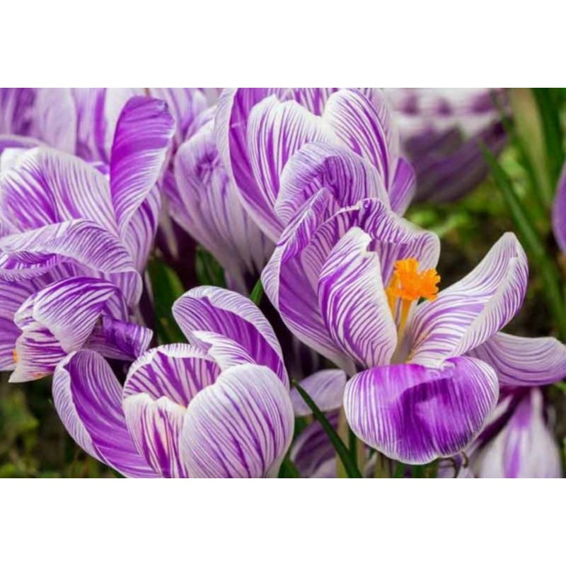 Price: €3.5 - Ο γίγαντας Ολλανδικός Crocus "Pickwick" - βολβοί - 