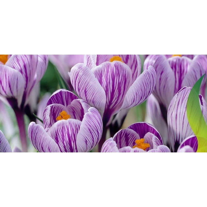 Price: €3.5 - Bulbos de Crocus holandés gigante "Pickwick" - 