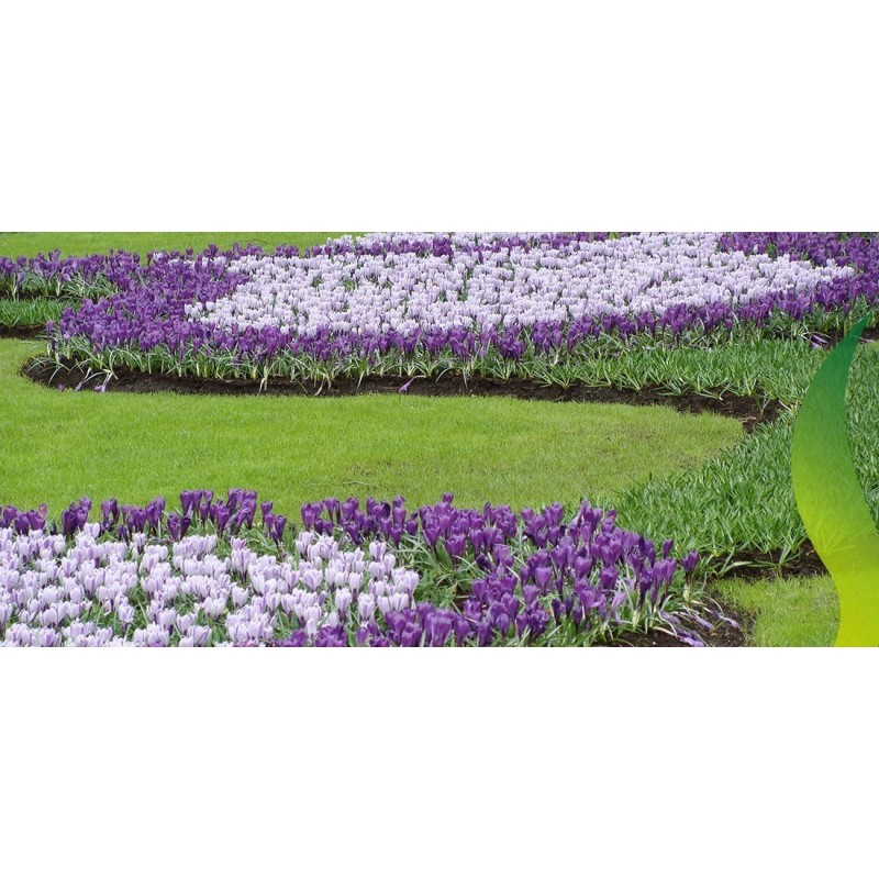 Price: €3.5 - Ο γίγαντας Ολλανδικός Crocus "Pickwick" - βολβοί - 