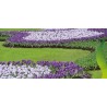 Price: €3.5 - Bulbos de Crocus holandés gigante "Pickwick" - 
