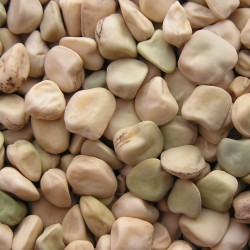 Price: €1.55 - Semi di Cicerchia, Pisello d'India (Lathyrus sativus) - Seeds Gallery