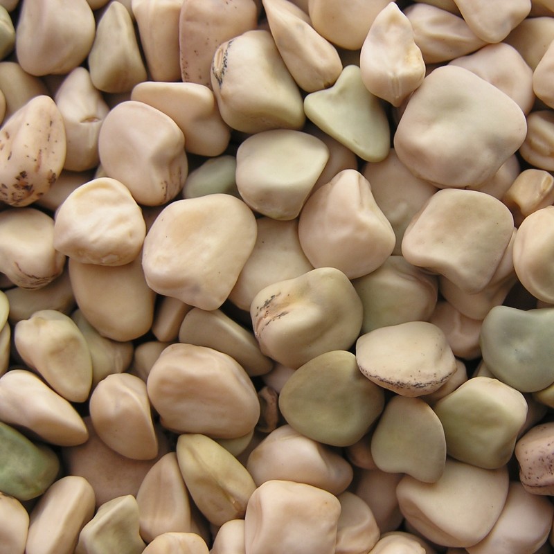 Sementes de CHÍCHARO (Lathyrus sativus) 🌳🌼🌸🌿🌱🍉