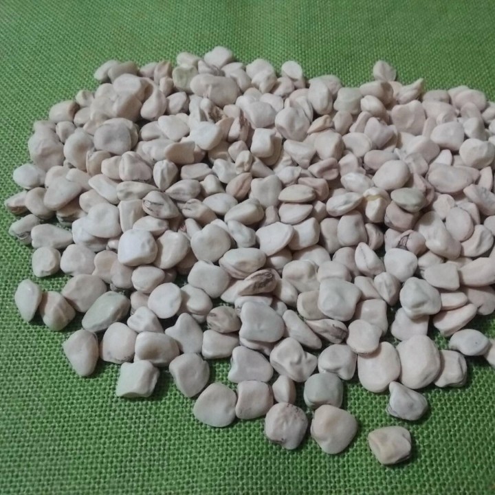 Groch indyjski Nasiona Niebieski groszek pachnący (Lathyrus sativus) - 1.395