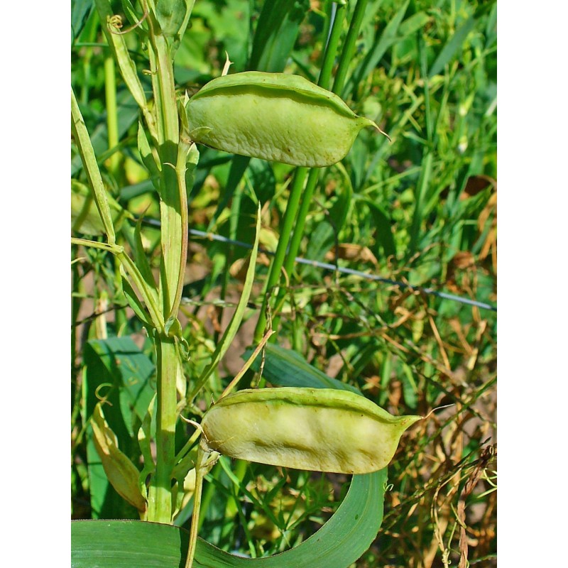 Graines Gesse commune, Pois carré, Lentille d'Espagne | 1,55 €