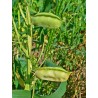 Graines Gesse commune, Pois carré, Lentille d'Espagne | 1,55 €