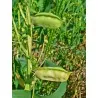 Plattvial Frön (Lathyrus sativus)