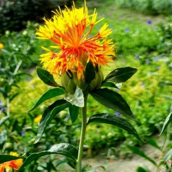Price: €1.95 - Semi di Cartamo o Zafferanone (Carthamus tinctorius) - Seeds Gallery