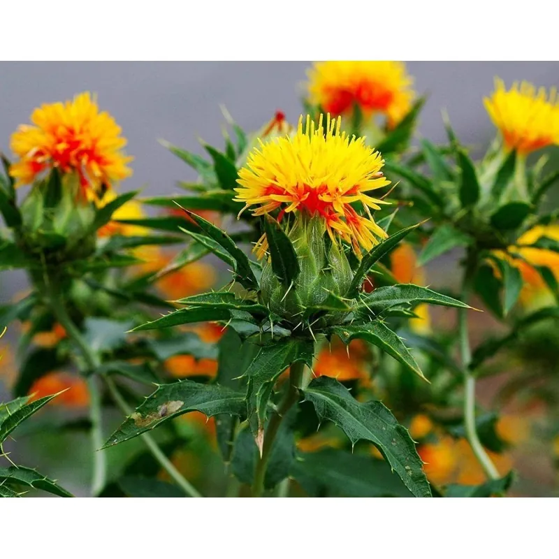 Safflower Seeds (Carthamus tinctorius)