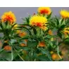 Safflower Seeds (Carthamus tinctorius)