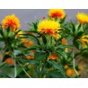 Šafranika Seme (Carthamus tinctorius) | 1,95 €