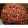 Safflower Seeds (Carthamus tinctorius)
