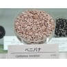 Šafranika Seme (Carthamus tinctorius) | 1,95 €