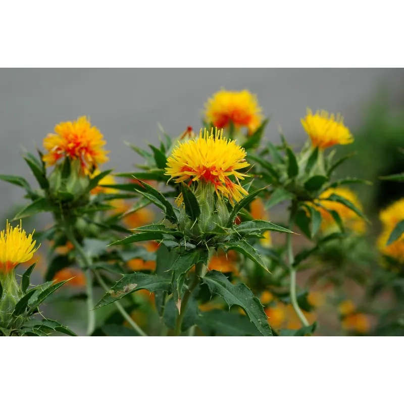 Safflower Seeds (Carthamus tinctorius)