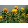 Safflower Seeds (Carthamus tinctorius)