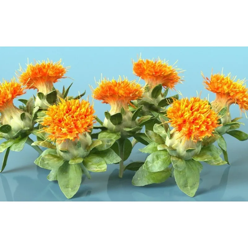 Safflower Seeds (Carthamus tinctorius)