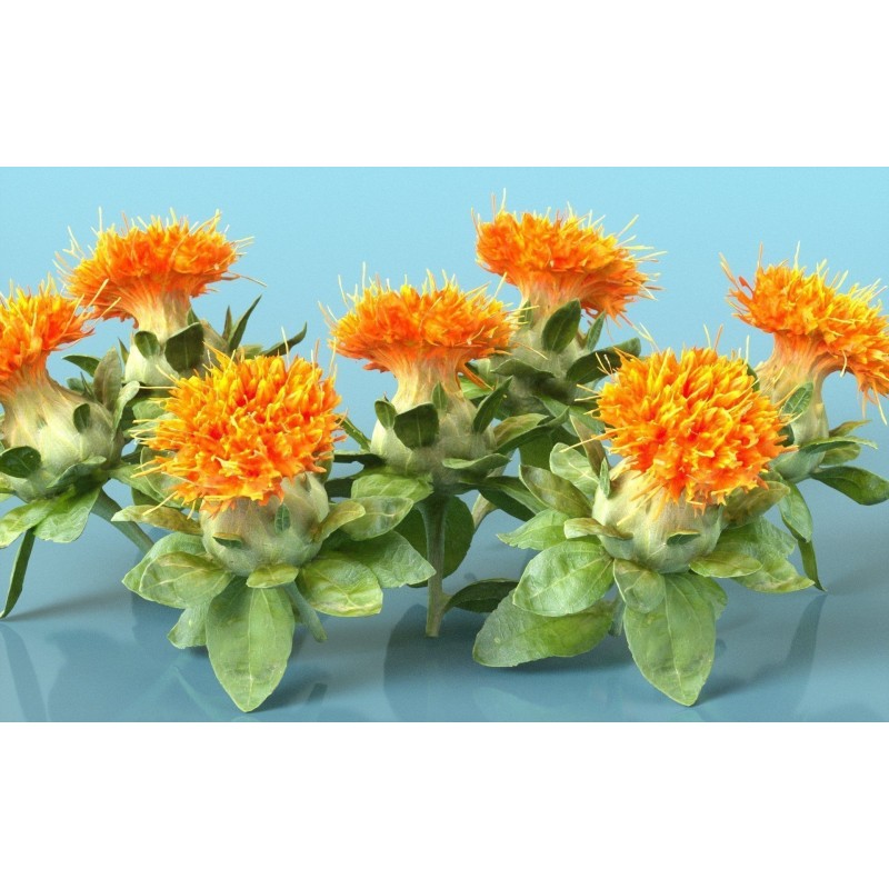 Šafranika Seme (Carthamus tinctorius) | 1,95 €