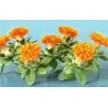 Safflower Seeds (Carthamus tinctorius)