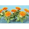Semillas de Cártamo o Alazor (Carthamus tinctorius) | 1,95 €