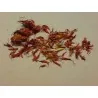 Safflower Seeds (Carthamus tinctorius)