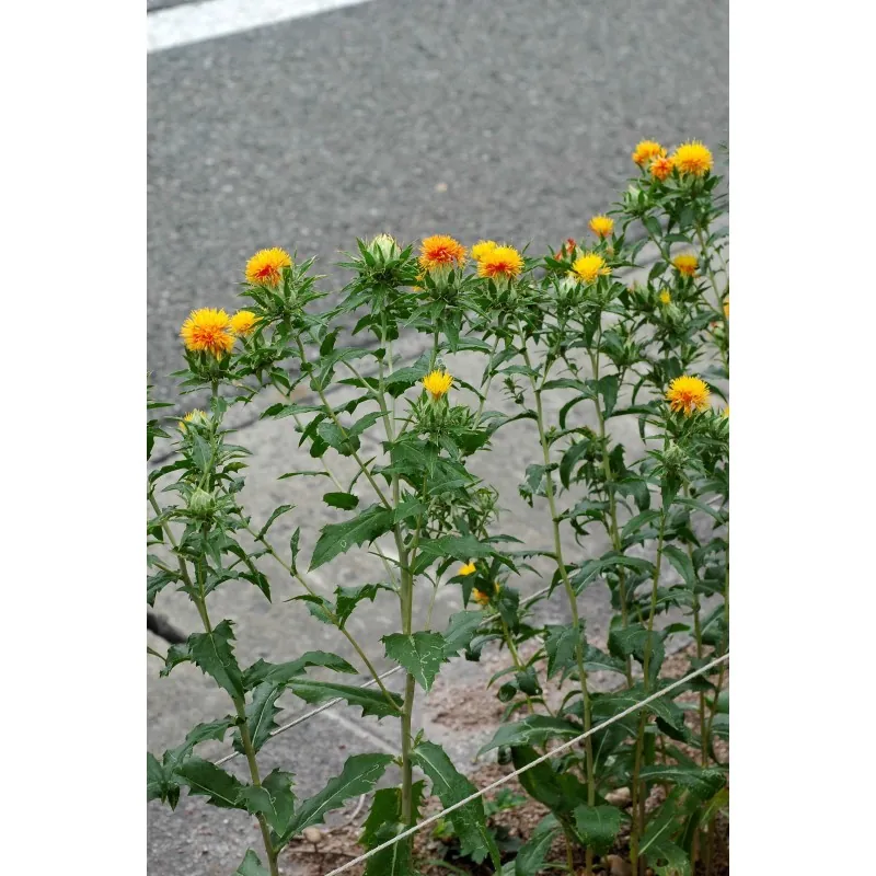 Safflower Seeds (Carthamus tinctorius)