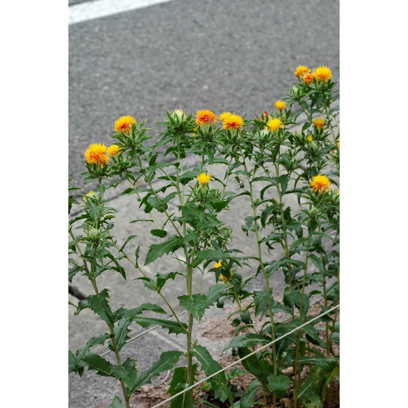 Šafranika Seme (Carthamus tinctorius) | 1,95 €